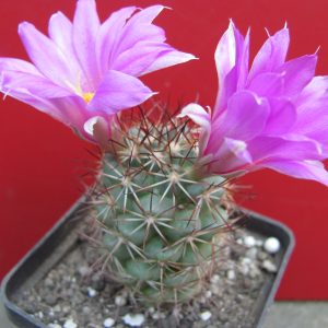 Bartschella schumannii