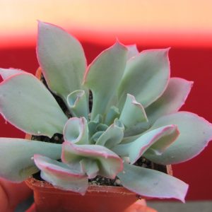 Echeveria Trumpet Pinky