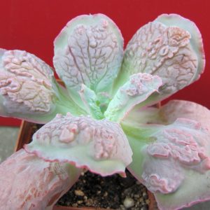 Echeveria Linguas