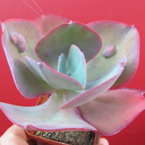 Echeveria Etna