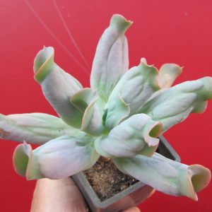 Echeveria Culibra