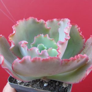 Echeveria Crinoline