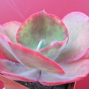 Echeveria Fire Light