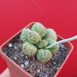 Adromischus marianiae Herrei Green