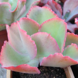 Echeveria Dick Pink