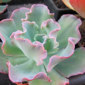 Echeveria Blue Curls