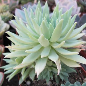 Dudleya farinosa