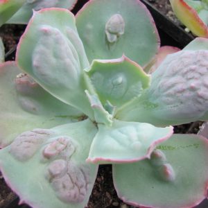 Echeveria Linguas