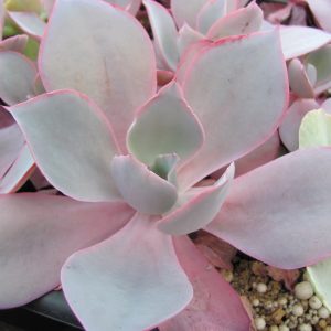 Echeveria aftergliw