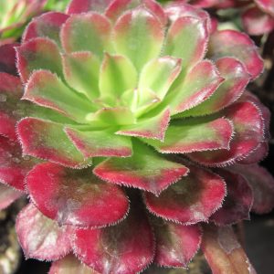 Aeonium Mardi Gras