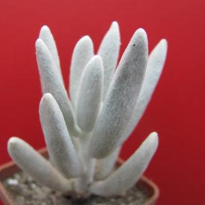 Senecio haworthioides      F2