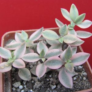 Crassula volkensii variegata