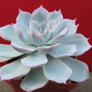 Echeveria subsessilis