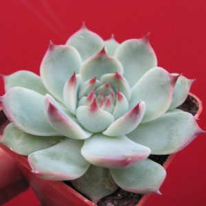 Echeveria Tippy