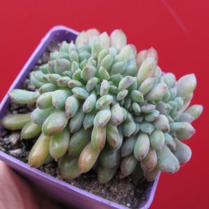 Echeveria Fantasia Carol cristata