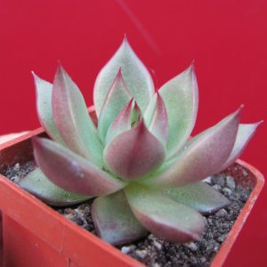 Echeveria Romeo