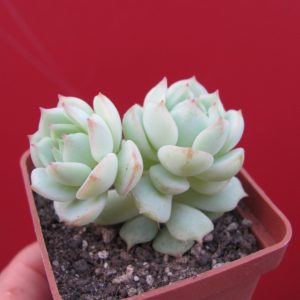Echeveria derenbergii