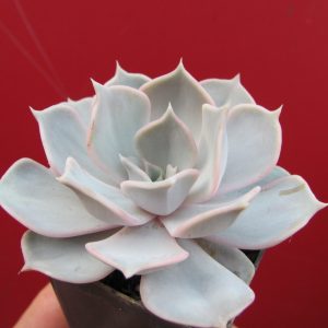 Echeveria lilacina Rosea