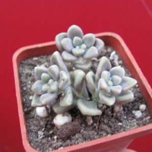 Sedum mendosae