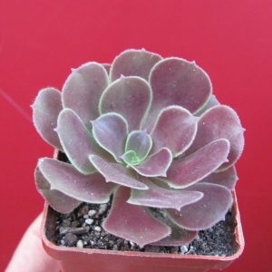 Aeonium Velour