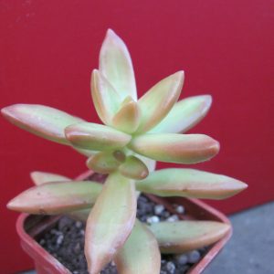 Sedum nussbaumerianum