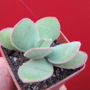 Crassula cotyledonis