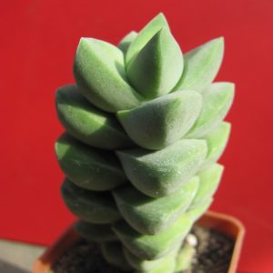 Crassula munglow