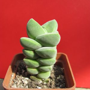 Crassula munglow