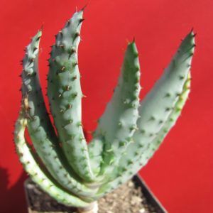 Aloe marlothii
