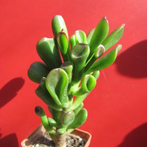 Crassula ovata Gollum