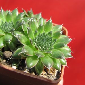 Orostachys spinosus