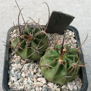 Lobivia ferox VG 1103 Salta,Diego de Almagro, 3454m