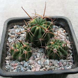 Lobivia ferox v. longispina LF 100 La Quiaca 3700 m