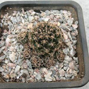 Lobivia hoffmanniana