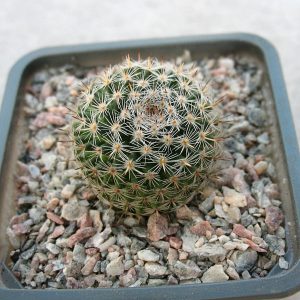 Mammillaria brauneana