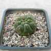 Matucana madisoniorum L 106 -Pongo Rentema-