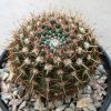Notocactus mammulosus (250)