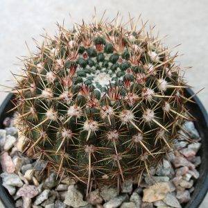 Notocactus mammulosus
