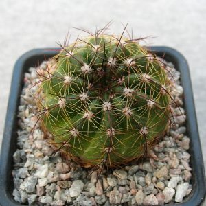 Notocactus ottonis