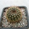 Notocactus schlosseri