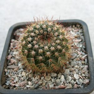 Notocactus schlosseri