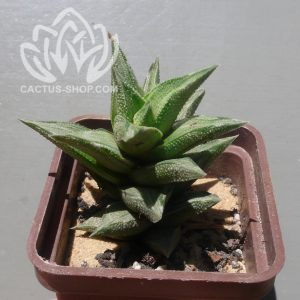 Haworthia viscosa Craff-Reinet