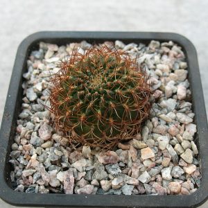 Sulcorebutia candiae