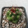 Thelocactus flavus HK 362 (150)