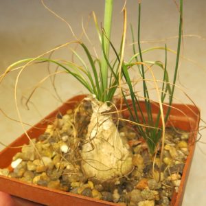 albuca polyphylla caudex