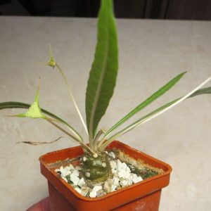 dorstenia crispa var. lancifolia