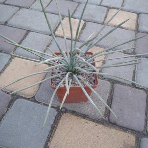 Agave stricta f. nana -MG-