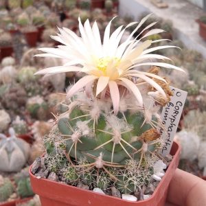 Coryphantha bumamma