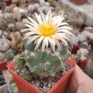 Coryphantha andreae