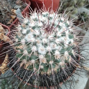 Mammillaria gigantea L1118 -MG-